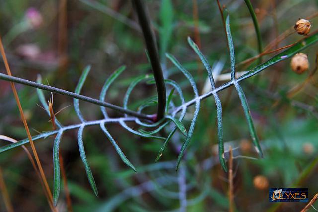 disegni naturali.JPG